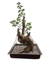Bougainvillea - Pre-bonsai specimen (red) BO-108-P